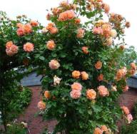 Катереща се роза: засаждане, грижи и методи на размножаване