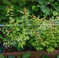 Arbusto ornamentale Albicocca della Manciuria Quale impollinatore per l'albicocca della Manciuria