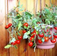 Come coltivare i pomodori sul davanzale di una finestra in inverno